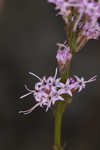 Shortleaf blazing star